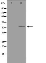 TRAF4 Antibody in Western Blot (WB)