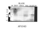 Transferrin Receptor Antibody in Western Blot (WB)