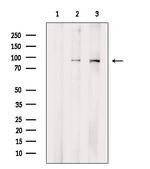 Transferrin Receptor Antibody in Western Blot (WB)