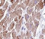 BERP Antibody in Immunohistochemistry (Paraffin) (IHC (P))