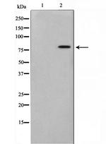 BERP Antibody in Western Blot (WB)