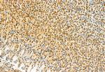 TSG101 Antibody in Immunohistochemistry (Paraffin) (IHC (P))