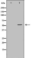 alpha Tubulin Antibody in Western Blot (WB)