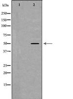 alpha Tubulin Antibody in Western Blot (WB)