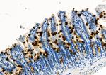 TrxR1 Antibody in Immunohistochemistry (Paraffin) (IHC (P))