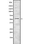 TrxR1 Antibody in Western Blot (WB)