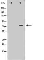 TrxR2 Antibody in Western Blot (WB)