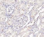 UBE1L Antibody in Immunohistochemistry (Paraffin) (IHC (P))