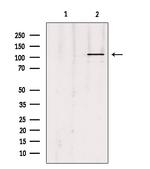 UBE1L Antibody in Western Blot (WB)