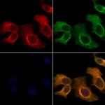 UBE2L6 Antibody in Immunocytochemistry (ICC/IF)