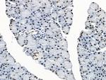 UBR4 Antibody in Immunohistochemistry (Paraffin) (IHC (P))