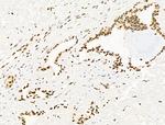 UBR4 Antibody in Immunohistochemistry (Paraffin) (IHC (P))