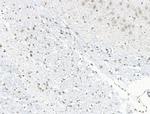 UBR4 Antibody in Immunohistochemistry (Paraffin) (IHC (P))