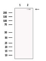 UBR4 Antibody in Western Blot (WB)