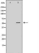 UGDH Antibody in Western Blot (WB)