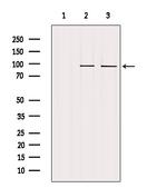 UHRF1 Antibody in Western Blot (WB)