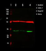 VDAC2 Antibody in Western Blot (WB)