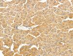 WIPI1 Antibody in Immunohistochemistry (Paraffin) (IHC (P))