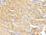 WIPI1 Antibody in Immunohistochemistry (Paraffin) (IHC (P))