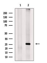 WISP2 Antibody in Western Blot (WB)