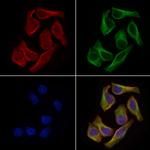 WNT11 Antibody in Immunocytochemistry (ICC/IF)