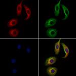 WNT3 Antibody in Immunocytochemistry (ICC/IF)