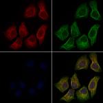 WNT9B Antibody in Immunocytochemistry (ICC/IF)