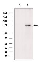 YY1 Antibody in Western Blot (WB)