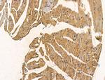 PHOSPHO1 Antibody in Immunohistochemistry (Paraffin) (IHC (P))