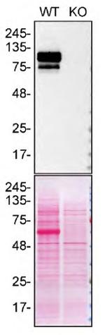 SPON1 Antibody in Western Blot (WB)