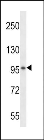 SPON1 Antibody in Western Blot (WB)