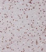 SIM1 Antibody in Immunohistochemistry (Paraffin) (IHC (P))