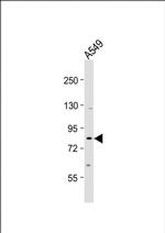 SIM1 Antibody in Western Blot (WB)