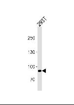 SIM1 Antibody in Western Blot (WB)