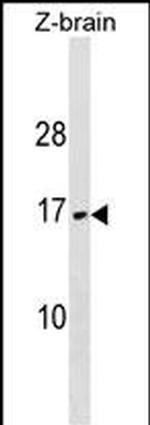 VAMP3 Antibody in Western Blot (WB)