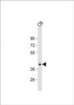 Connexin 43 Antibody in Western Blot (WB)