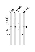 Connexin 43 Antibody in Western Blot (WB)