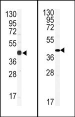 Connexin 43 Antibody in Western Blot (WB)