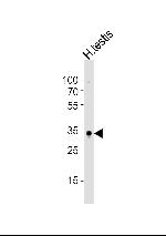 SOX15 Antibody in Western Blot (WB)