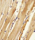 Adenylate Kinase 2 Antibody in Immunohistochemistry (Paraffin) (IHC (P))