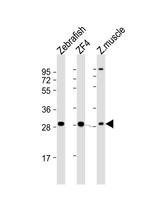 Adenylate Kinase 2 Antibody in Western Blot (WB)