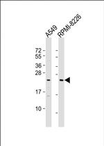 NT5M Antibody in Western Blot (WB)