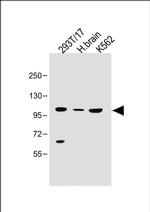 UT-A1 Antibody in Western Blot (WB)