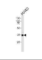 GAPDH Antibody in Western Blot (WB)