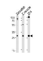 Adenylate Kinase 2 Antibody in Western Blot (WB)