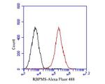 RBPMS Antibody in Flow Cytometry (Flow)