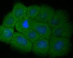 RBPMS Antibody in Immunocytochemistry (ICC/IF)