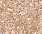 RBPMS Antibody in Immunohistochemistry (Paraffin) (IHC (P))