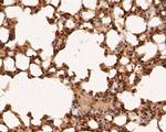 RBPMS Antibody in Immunohistochemistry (Paraffin) (IHC (P))