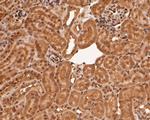 RBPMS Antibody in Immunohistochemistry (Paraffin) (IHC (P))